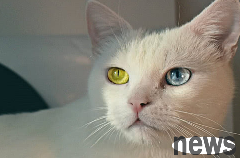 Will cats with different pupils necessarily have deaf ears? How much do you know?