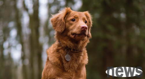 Is sterilization good for dogs? What are the benefits of sterilization for dogs?