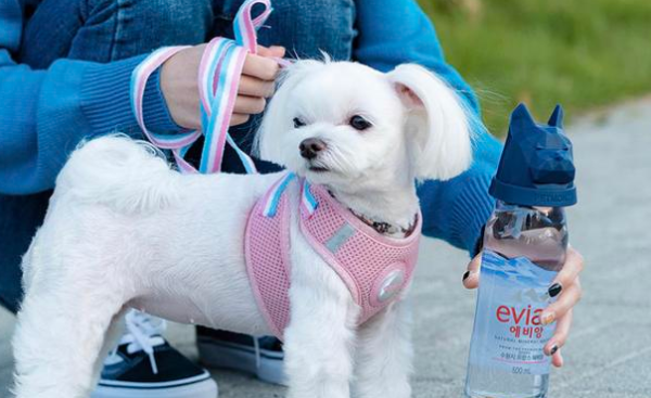 Please check the dog owners who meet the standards: hydrating and moisturizing are necessary in summer