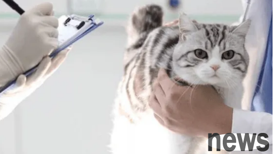 Does a new cat need to undergo a physical examination on the same day when it arrives at home? There are answers here!