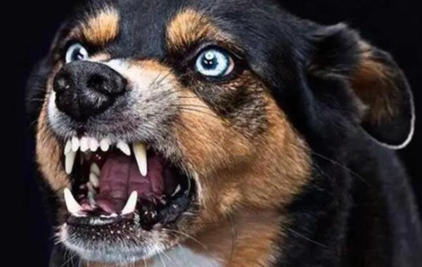 Dogs have these 6 kinds of bad behaviors, all of which are used to by pet owners, and in the end they always seek trouble.