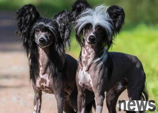 These puppies are very rare in China, and they are all rich