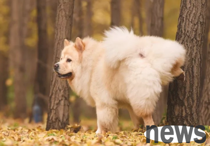 What is the reason why a dog cannot urinate?