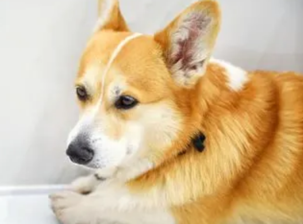 How to train your dog to stay at home quietly!