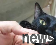 The cat treats the owner as a mother. He likes to suck his owner s fingers when he is one year old. The owner has no choice but to buy a pacifier.