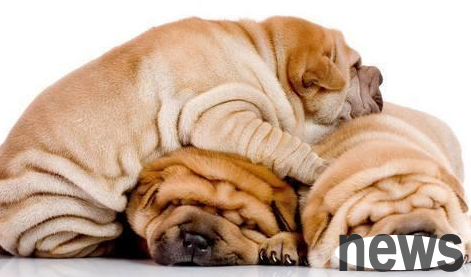 Obesity in dogs can also harm physical and mental health! The owners should be careful about these four types of dogs with 