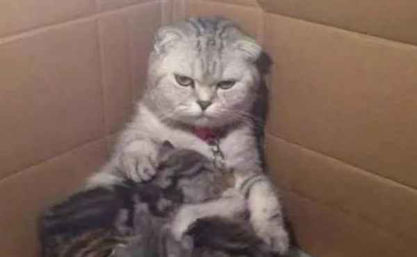 Every time the female cat feeds her, she shows a reluctant and helpless expression.