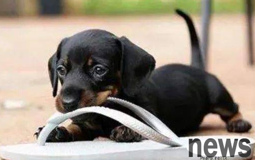 This article tells you why dogs like to bite their boots and their solutions