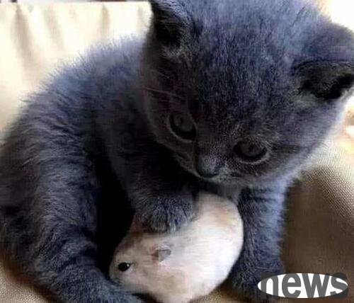 The owner bought a little blue cat, and the hamster threw it into his arms every day: It is important to have a good relationship since childhood!