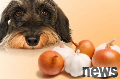Why can’t dogs eat onions and garlic? I ll tell you why
