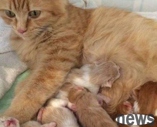 I bought an orange cat for 100, and soon I gave birth to a litter of cats, but the owner cried: they were all debt collection