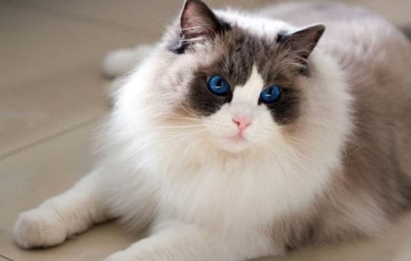 The girl met a stray ragdoll cat and took it home after 7 days of feeding it!
