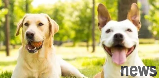 The four most important things in a puppy’s life, you have taken it for several