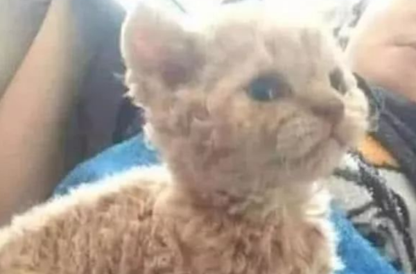 The older the mother Orange gives birth to a baby cat, the more nervous the owner is! Netizen: A perfect Teddy Meow