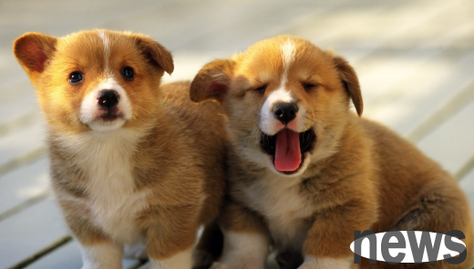 Teach your dog these five small professional skills and make your dog easier!
