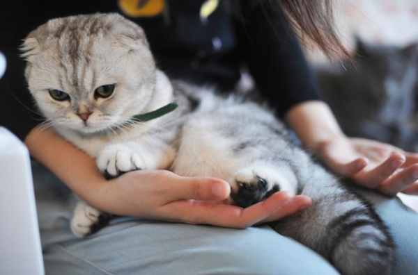 The man temporarily adopted a stray orange cat, but the orange cat successfully pleased the cat and dog at home: keep it