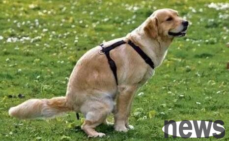 Can dogs drink warm water if they have diarrhea? Pay attention to this detail