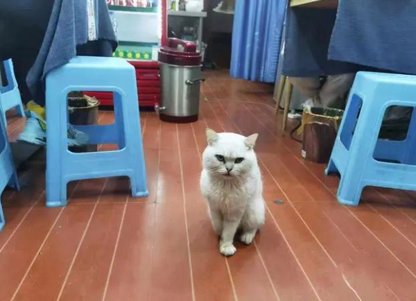 Really strong business capabilities! The disabled cat was rescued by the noodle shop owner and caught 13 mice to repay his kindness