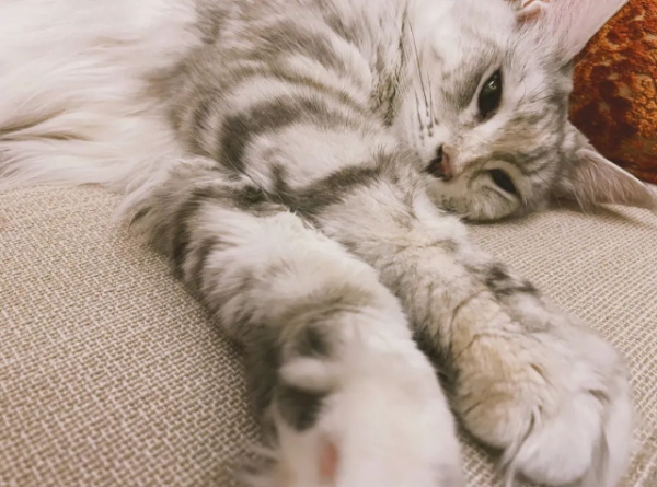 Maine cat 