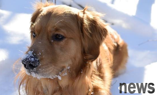 Three dog breeds with long service life, main features and maintenance methods