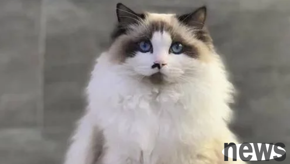 The expensive ragdoll cat was placed at the door as a lucky cat, and the store owner was working to pay off his debts