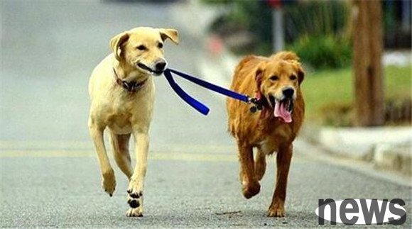 This kind of dog walking is 