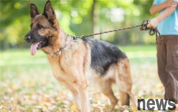 These 7 types of dogs cannot be raised at will, once they are raised, they will be loyal to their lives forever