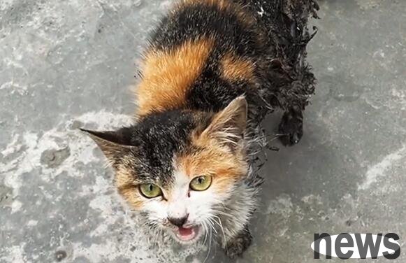 A high-value stray cat is covered with glue. The injured cat hides in the corner of the corridor and immediately recovers its nature after being rescued.
