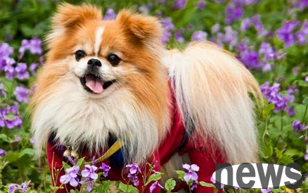 How to bristle and comb your puppy hair? Just learn these few moves well