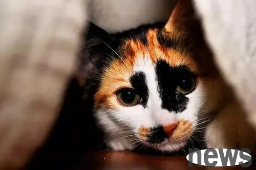 The cat was sent to a pet shop to shaved, and when the owner went to pick it up, he almost couldn t help but say: It s over