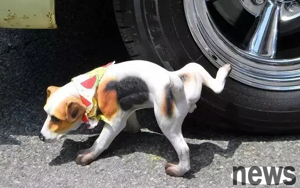Why do puppies love to urinate on their tires? Four tricks can be avoided!