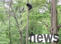 Cats protect their homes and show their power, and chase over 300 kilograms of black bears into the tree twice
