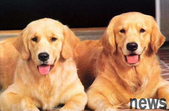 Symptoms and treatments of human allergies to dogs