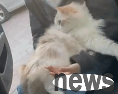 I took the cat to the hospital. Before the injection was inserted, it cursed and greeted the doctor s family...