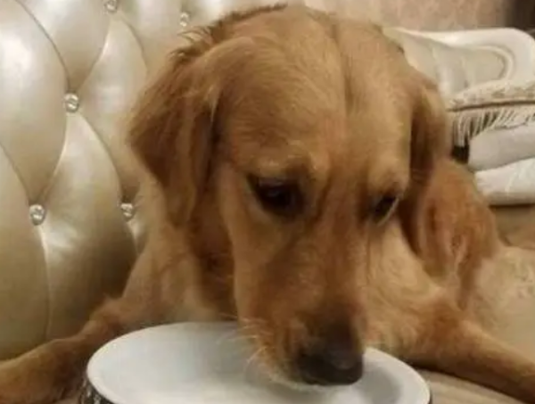 How to supplement calcium for dogs? What is the method?