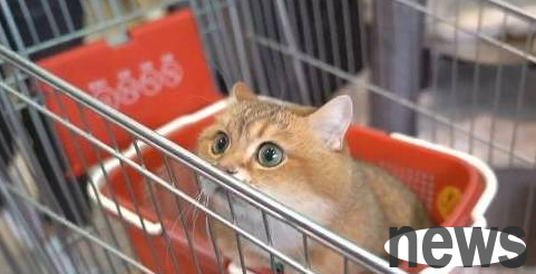 The owner took the orange cat to the supermarket, but in the end it fell asleep