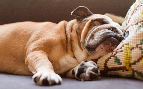 What s wrong with dogs having sex while sleeping? Causes of dogs having sex while sleeping