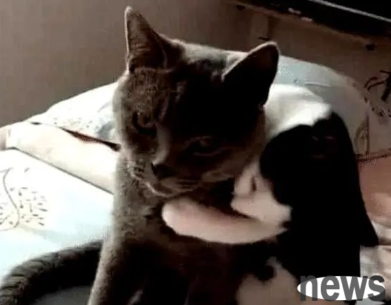 After the male cat was sterilized, he saw the little female cat again. The male cat s actions made the owner laugh.