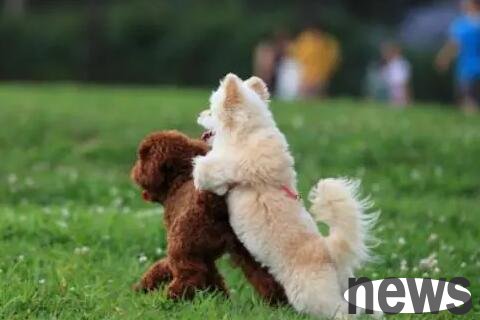 How can we make the two dogs live in harmony? Learn