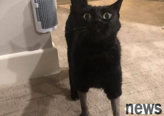 The cat was shaved due to surgery. Although it was pitiful, it was so funny