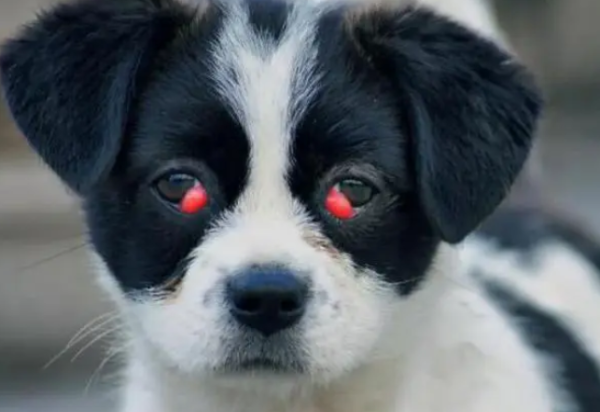 What is the reason why dogs have red eyes? The answer is here!
