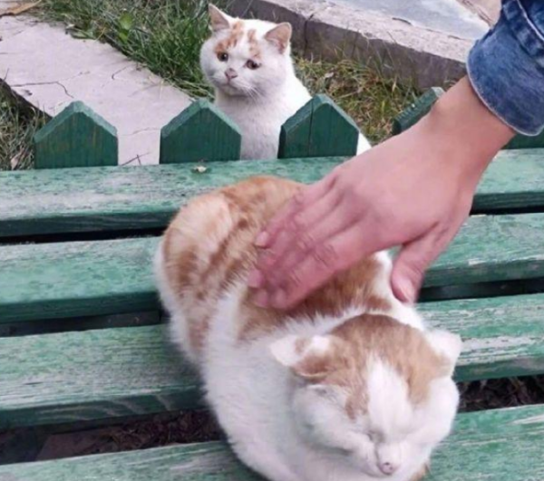 The man was sitting on a chair and petting a cat. The stray cat next to him made people feel distressed: Can you hug me too?