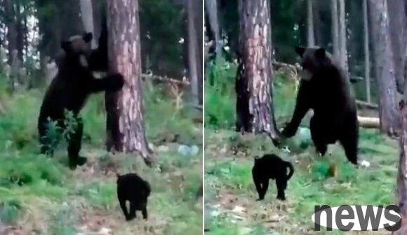 The big brown bear was driven away by the black cat, why is the bear so 