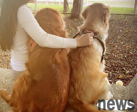 There are 5 taboos for keeping pets. If you don’t know clearly, it will hurt your dog.
