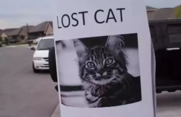 The cat was unfortunately lost, but a year later, it miraculously found it home