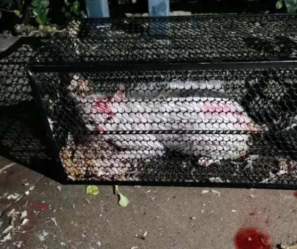Is it really the result we want when a man with a hot cat was sent to a wreath in his hometown?