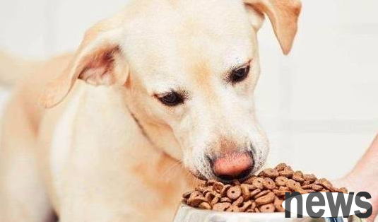 These practices of feeding dogs are very harmful, but many owners do not know about it!