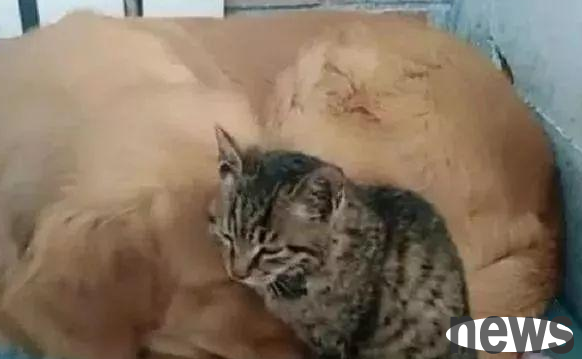 The old man felt that the golden retriever was too lonely, so he adopted a stray cat. When he saw the scene in front of him, he was not calm?