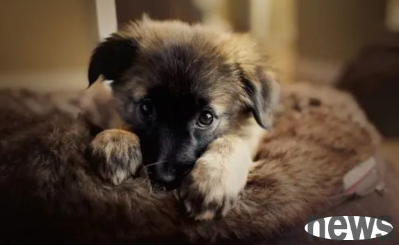 How many trace elements do dogs eat in a day? How many pieces should dogs eat in a day?