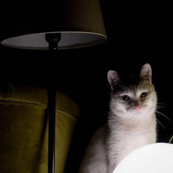 I got up in the middle of the night to go to the toilet, but after turning on the light, I didn’t dare to move: What are you trying to do?